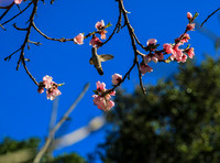 Humming Birds