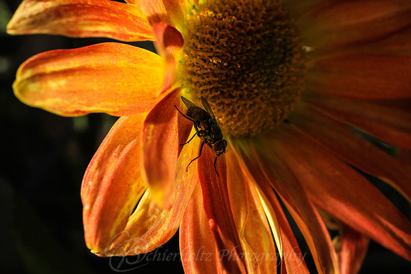 IMG_3860