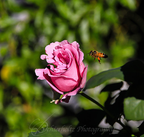 IMG_3689-2