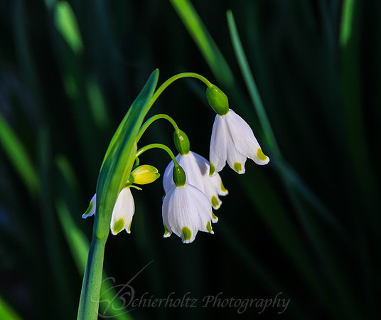IMG_1071