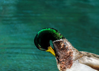 Ducks