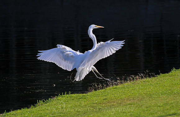 IMG_9765-2-2