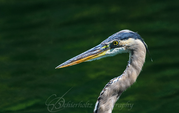 IMG_9631-2-2