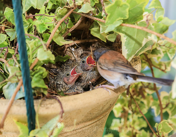 C29A9553