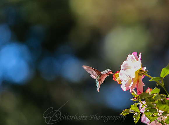 IMGL6947
