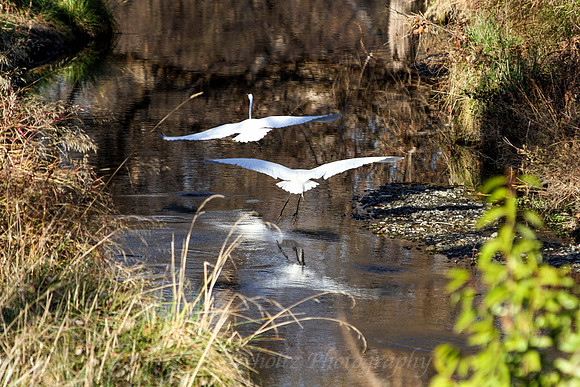 IMG_4919